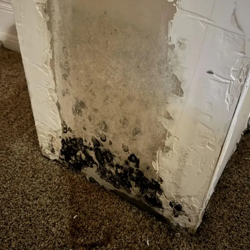 Professional Mold Removal in Ingalls, IN